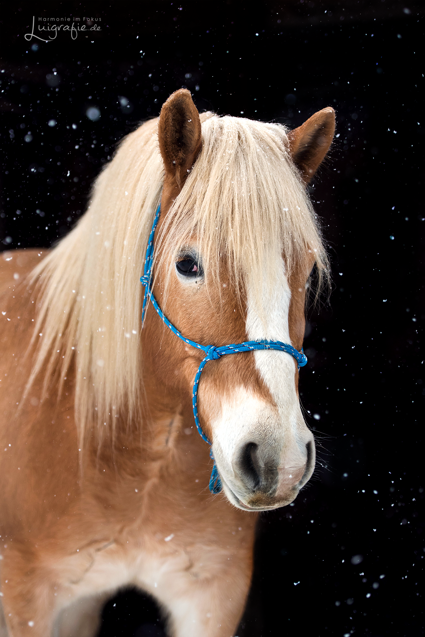 uJS4Xys8 Knotenhalfter ( Horse-Man-Halfter von Seilerei Brockamp )