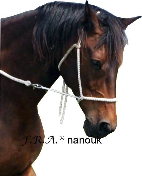 Nanouk
