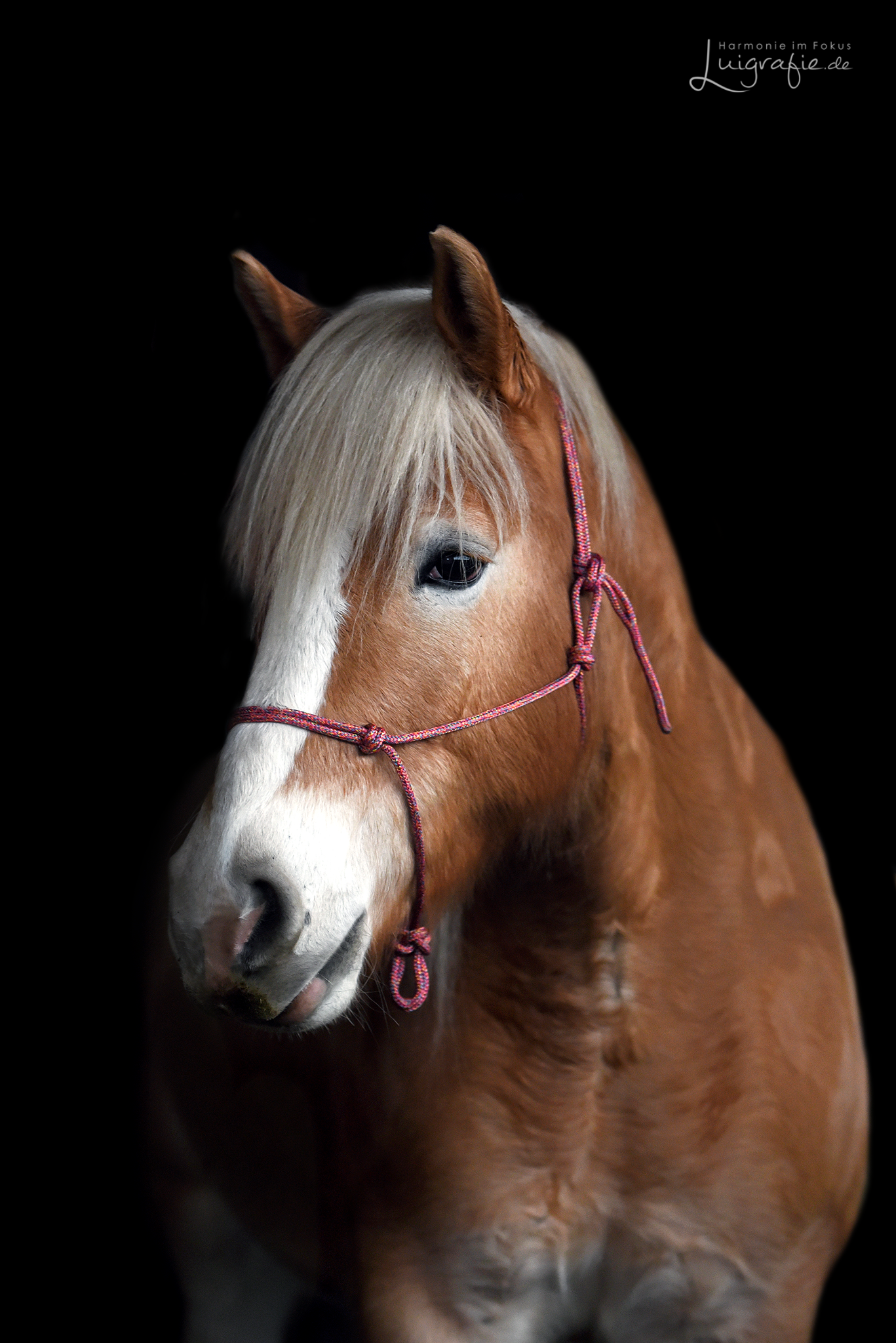 Knotenhalfter ( Horse-Man-Halfter von Seilerei Brockamp ) Knotenhalfter ( Horse-Man-Halfter von Seilerei Brockamp )