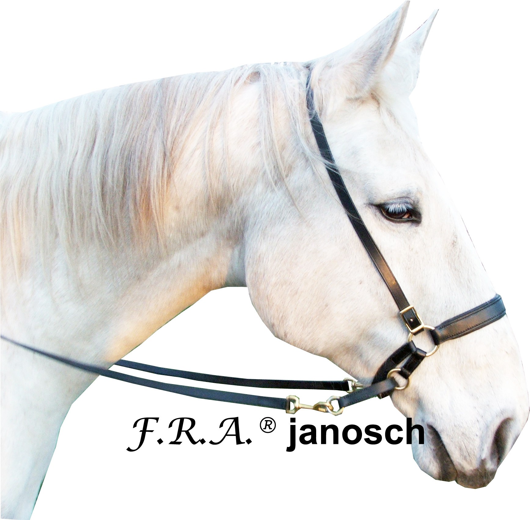 Janosch gebisslose Trense