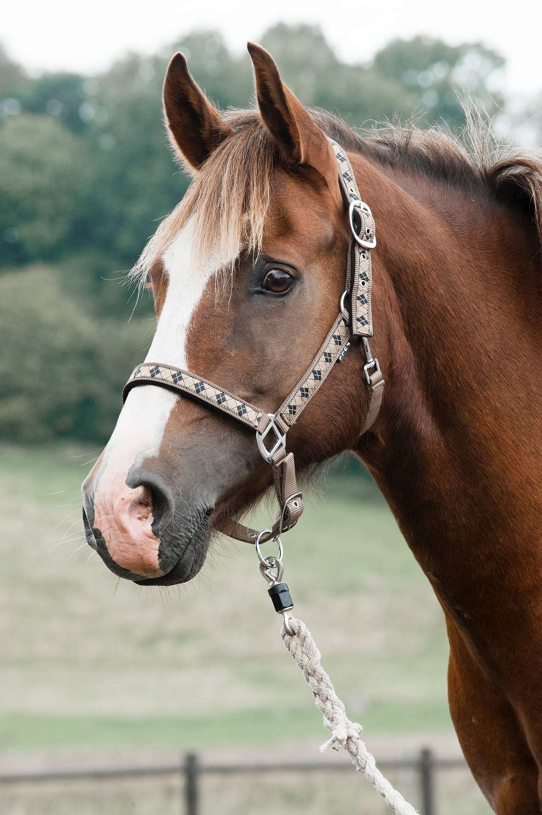 Harlequin Halfter