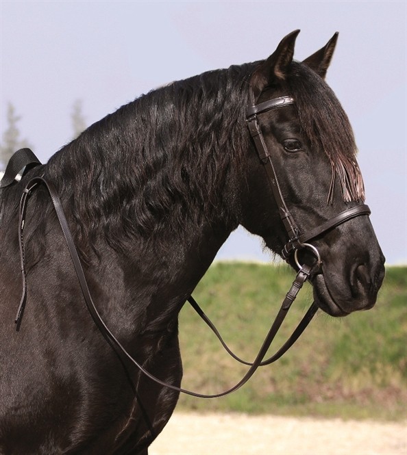 Sevilla Zaum Vaquero