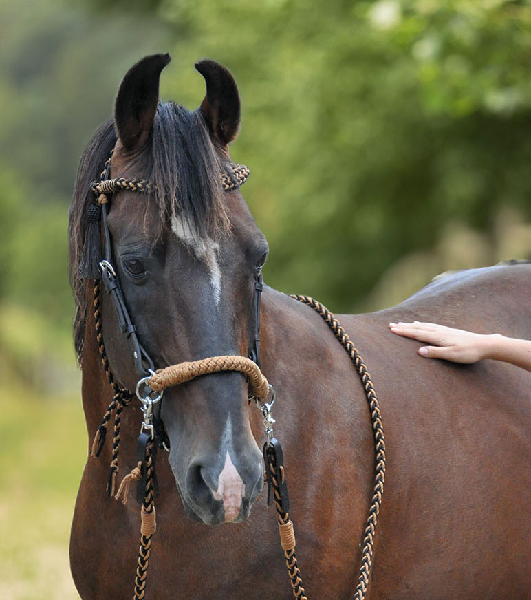 Amber Zügel Western mit abnehmbaren Snaps Amber Zügel Western mit abnehmbaren Snaps