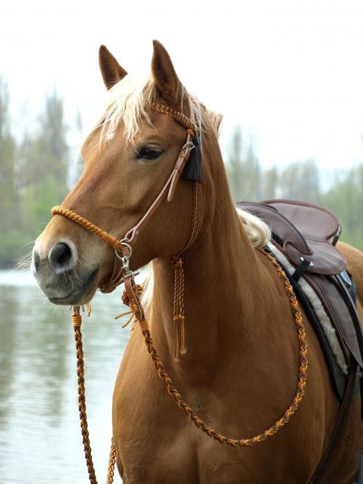 Amber Kopfstück 2-in-1