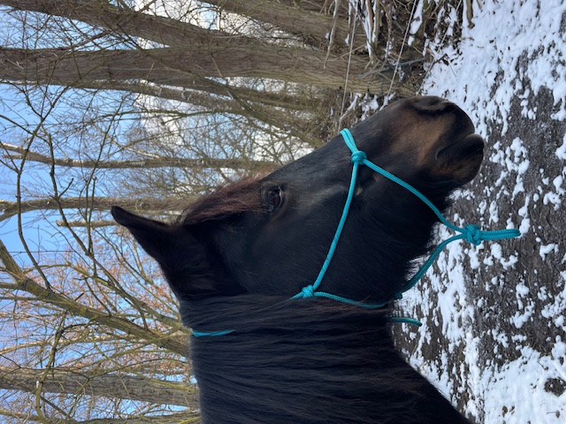 Knotenhalfter ( Horse-Man-Halfter von Seilerei Brockamp ) Knotenhalfter ( Horse-Man-Halfter von Seilerei Brockamp )