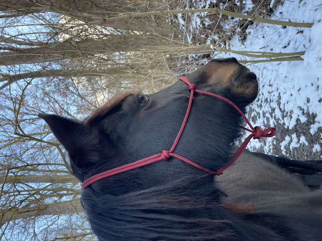 Knotenhalfter ( Horse-Man-Halfter von Seilerei Brockamp ) Knotenhalfter ( Horse-Man-Halfter von Seilerei Brockamp )