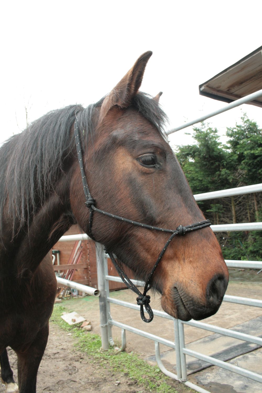 horse_man_halfter_seilerei_brockamp_schwarz_beige57a2153746f1a Knotenhalfter ( Horse-Man-Halfter von Seilerei Brockamp )