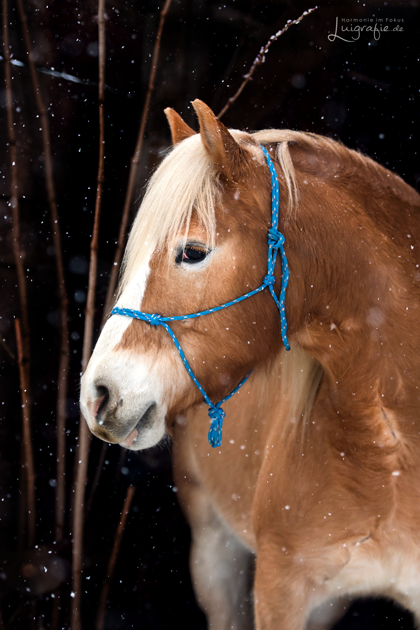 Knotenhalfter ( Horse-Man-Halfter von Seilerei Brockamp )