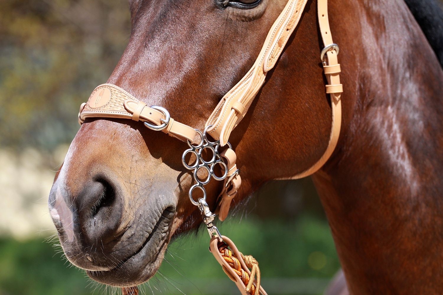 Hackamore FLOWER