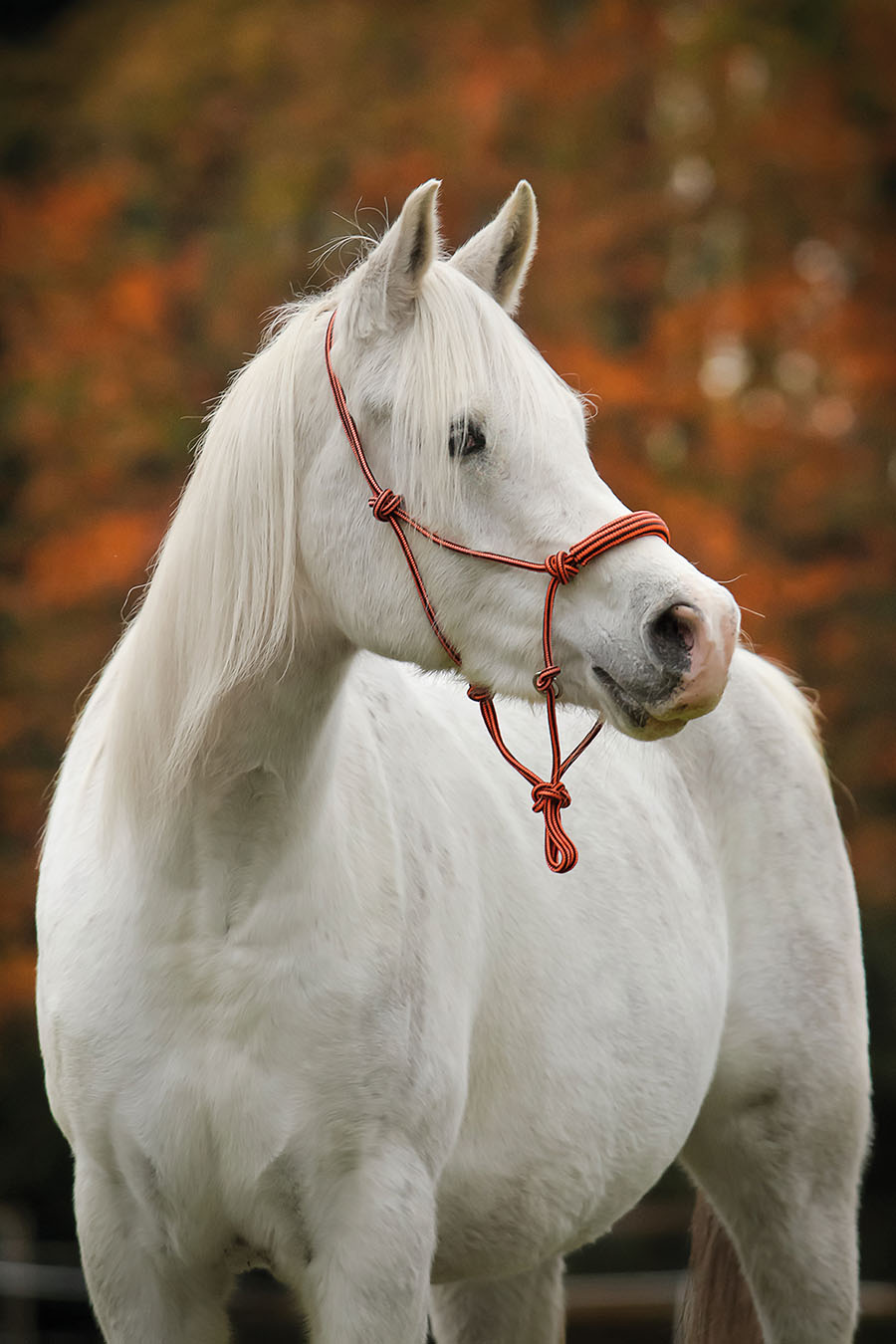 Stallhalfter Nylonhalfter blau weiß Warmblut Pony Vollblut Halfter Strick 