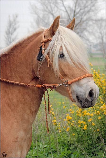 Amber Kopfstück 2-in-1