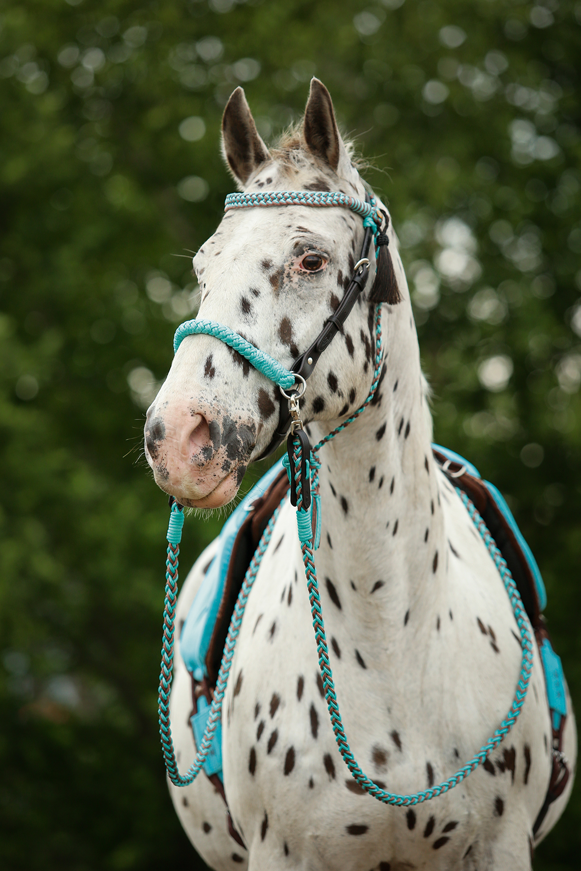 Amber Kopfstück 2-in-1